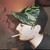 :iconzigzagherbivore:
