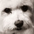 :iconzilacr7:
