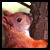 :iconzinchilla:
