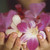 :iconzink10: