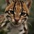 :iconzinktheocelot: