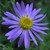 :iconzinnia-aster:
