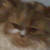 zinogabriel :iconzinogabriel: