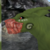 :iconzipperwitch: