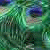 :iconzixra: