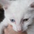 :iconzm-no-leaf-clover: