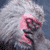 :iconzmol: