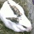 :iconzoe-dragonbunny: