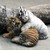 ZoeTheTiger :iconzoethetiger: