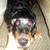 :iconzoey-puppydogyy: