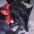:iconzoeydogplz:
