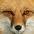 :iconzoeythewolf123: