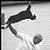 :iconzofant-dracondor: