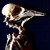 :iconzoibird: