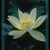 :iconzolie-netoile: