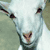 :iconzombie-goat: