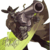 :iconzombie2013: