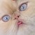 :iconzombieferrets: