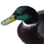 :iconzombiellama: