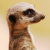 :iconzombielocky: