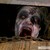 :iconzombiesarealive: