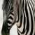 :iconzombiezebraz: