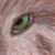 :iconzombified-jackrabbit: