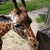 :iconzomg-lumpcats: