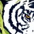 :iconzorohorse:
