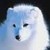:iconzorrito-artico: