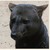 Zorro358 :iconzorro358: