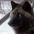 :iconzourachain: