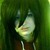 :iconzozo-hime: