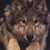 :iconzuwolf: