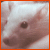 :iconzwei-2-ratten: