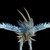 :iconzyrannedragon14: