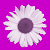 :iconzz0diacc: