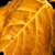 :iconzzipp00: