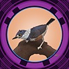 1BeltedHornedWarbler's avatar