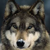 1Huntingwolf1's avatar