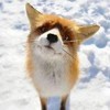 1vanillafox1's avatar