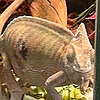 2011mbp's avatar