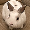 3unBun's avatar