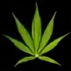 420Writer's avatar