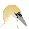 a-gannet's avatar