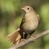 a-nightingale's avatar