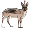 a-simple-deer's avatar