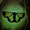 Aakash916's avatar