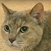 AbbeyCat2024's avatar