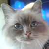 ABluSkittle's avatar